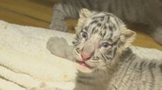 V čínské zoo se narodilo šest bílých tygrů. Jedná se o světový unikát