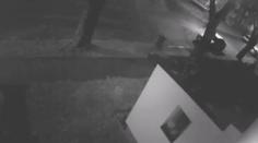 Muži v Ostravě ukradli psa ze zahrady rodinného domu. Hledá je policie