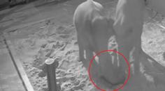 Zoo zveřejnila záběry z porodu sloní holčičky: Spadlo na ni starší slůně!