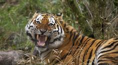 Tygr zabil v zoo ošetřovatelku (†43) a utekl z výběhu