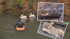 Zoologické zahrady se připravují na zimu, odchyt plameňáků začal
