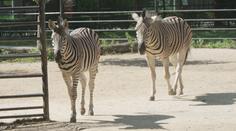 Hodonínská zoo je v létě ideální. Moc toho v areálu nenachodíte