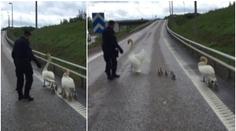 VIDEO: Rodina labutí blokovala provoz. Popis policie obletěl svět!