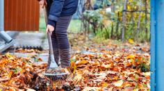 Listí letos zatím moc neopadává, tvrdí expertka. Vysvětlila, čím to je