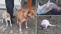 Psi za sebou v Hradci nechali spoušť! Zakousli klokany, pštrosa i daňky
