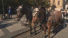 Praha se zbavuje koní jako turistické atrakce. Povozům vypověděla smlouvu z roku 1994