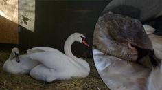 Utržené křídlo, rozbitá hlava. Labutě při ohňostrojích trpěly