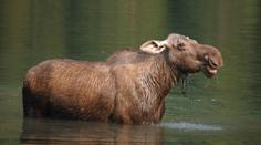 Návštěvníci zoo v Hluboké dali losici sušenky. Březí samice uhynula