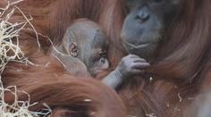 Pražská zoo má mimořádně cenný přírůstek: Narodilo se tam mládě orangutana