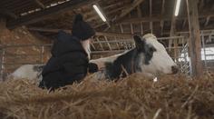Obejmi svou krávu. Britská farma láká na netradiční terapii