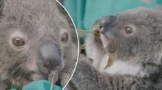 Ošetřovatelé přijali mládě, přestože jim zavřeli zoo kvůli koronaviru