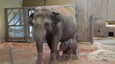 Radost v ostravské zoo: V noci se narodilo nádherné slůně