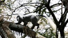 Z jihlavské zoo utekly vzácné opičky, jednu ošetřovatelé honili městem