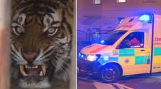 Opilého muže napadl tygr, policie případ odložila