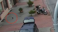 Policisté hledali v Praze vzácného kohouta. Rozuzlení všechny překvapilo