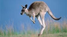 Klokan drsně zaútočil na australského farmáře, srazil ho z motorky