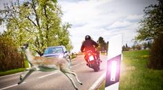 Srážka se zvěří může vyjít na desítky tisíc! PŘEHLED nejhorších míst v ČR