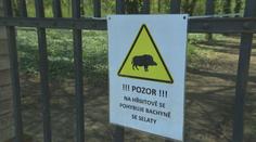 Na pražském hřbitově se usídlila bachyně se selaty. Myslivci jsou na ni krátcí