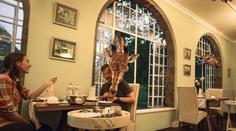 Tady můžete snídat se žirafami! Hotel nabízí jedinečný zážitek