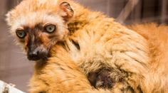 V ostravské zoo se po roce opět rozmnožili vzácní modroocí lemuři