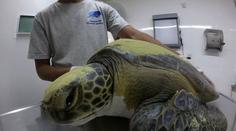 Veterináři v šoku: Žaludek želvy byl plný plastů! Přežila jen zázrakem
