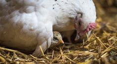 Ptačí chřipka nabírá na síle. Veterináři v ČR zakázali venkovní chov drůbeže