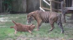 Zoo Praha představila nového tygra. Poprvé se ukázal návštěvníkům