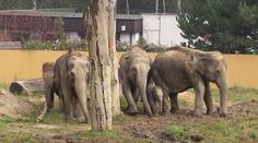 Dobrá zpráva z ostravské zoo: Sloní stádo je opět pohromadě!