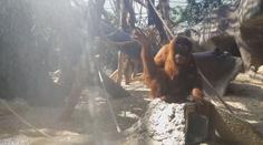 Dlouhá chvíle samičky orangutana. Má návod, jak se zabavit!