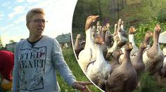 Králíci, husy a buldozer: Jak Mirka zvládne hospodářství ve Výměně?