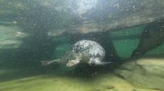 Významná událost v ústecké zoo: Návštěvníci poprvé viděli mládě tuleně