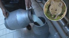Výrazně zdraží mléko či sýry! Můžou za to přemnožení hraboši