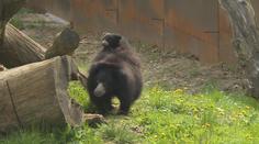 Zoologické zahrady se pyšní novými přírůstky. Ve Zlíně odchovali vzácného medvěda