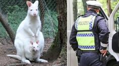 Ze zoo se ztratilo albínské mládě klokana! Případem se zabývá policie