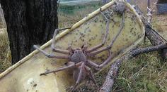 V Austrálii vyfotili děsivého obřího pavouka, je prý největší na světě!