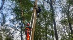 Ornitolog visel na stromě hlavou dolů i s malými datly, zachránili je hasiči