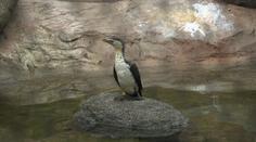 Zoo Praha kvůli ptačí chřipce omezila vstup do voliér. Dva pavilony uzavřela