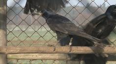 Havrany z Tábora měla vyhnat dravá káňata, příroda se rozhodla jinak
