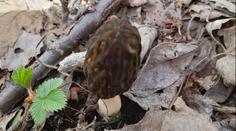 Houbám se moc nedaří, vášnivá houbařka Eva ale objevila malý poklad