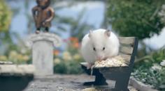 Dívka zabila křečka, aby mohla do letadla. Teď žaluje aerolinky!