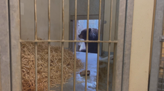 Zoologické zahrady ochromily mrazivé teploty. Ošetřovatelé zazimovali zvířata