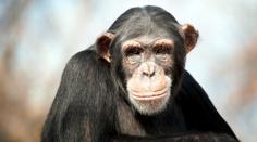 Ostravská zoo řeší domácí násilí. Samec šimpanze týral samici