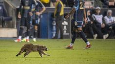 Zápas MLS přerušil mýval. Pořadatelům unikal za jásotu fanoušků