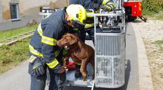 Labrador uvázl na římse deset metrů nad zemí. Zachraňovali ho hasiči
