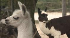 VIDEO: Roztomilý babyboom v maďarské zoo ve městě Veszprém