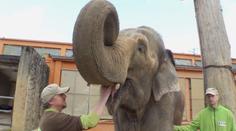 Libereckou zoo opustil poslední slon. Samice žila dlouhé roky sama