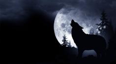 Vlčí úplněk má magickou sílu. Přináší štěstí ve hře, říká astroložka