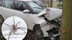 Žena nabourala do stromu. "Může za to moucha," tvrdí policii