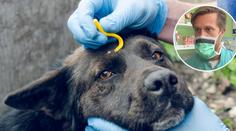 Klíšťata a mazlíčci: Vykroutit, nebo vytrhnout? Klíště pak nevyhazujte