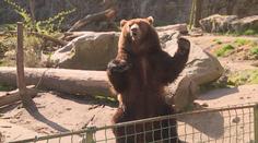 Zoo jsou téměř na mizině. Když neotevřou pro návštěvníky, zkrachují